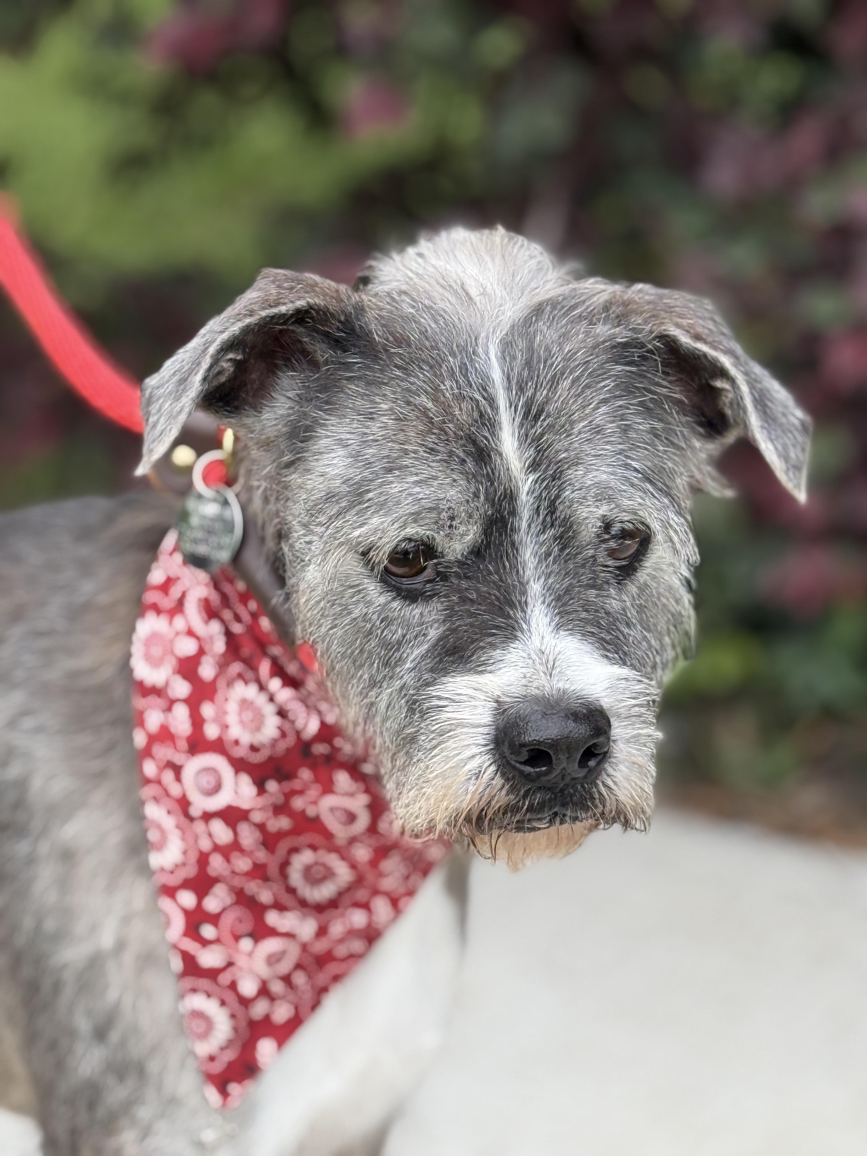 Patrick, Adoptable, Adult Male Schnauzer.