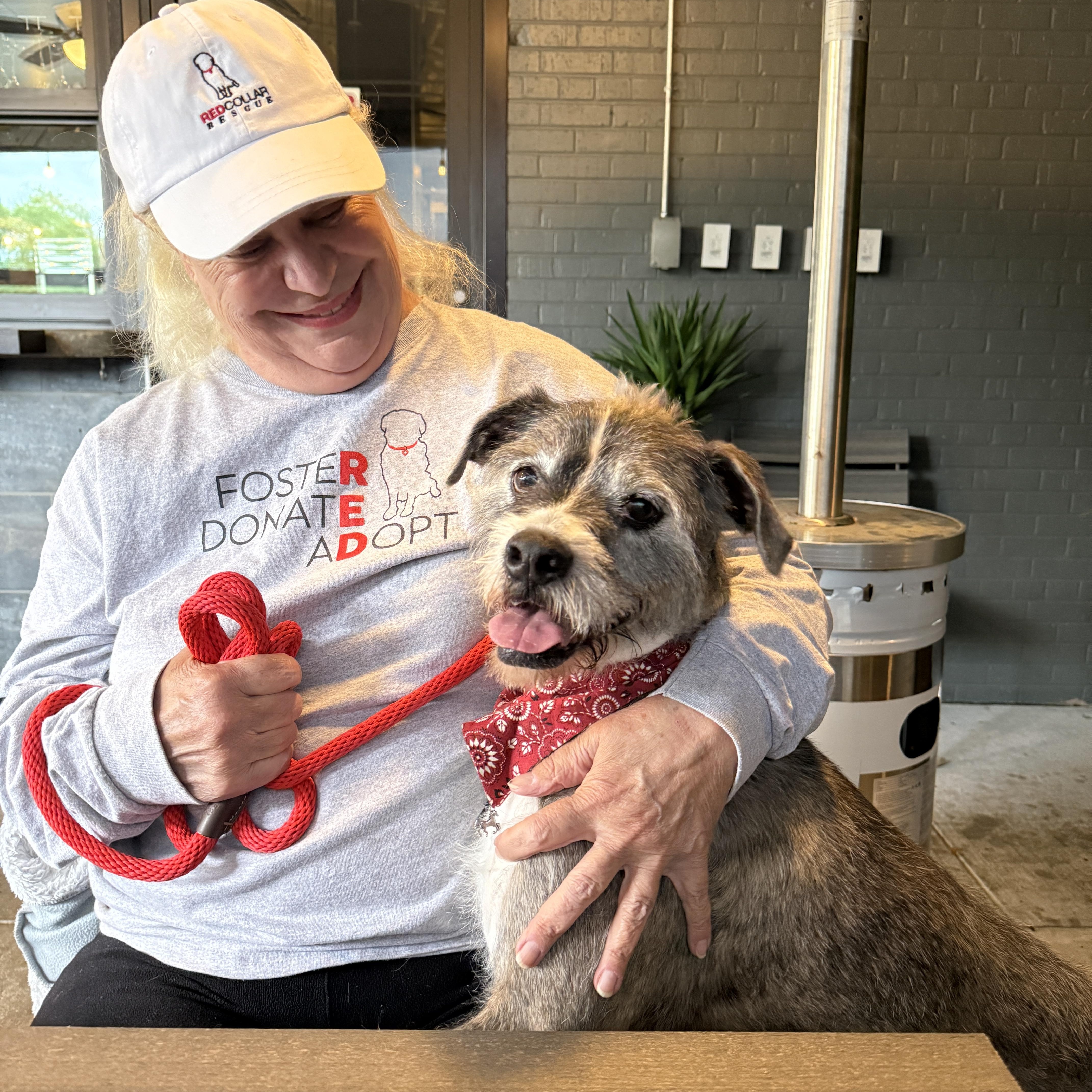 Patrick, an adoptable Schnauzer in Stamford , CT, 06903 | Photo Image 4