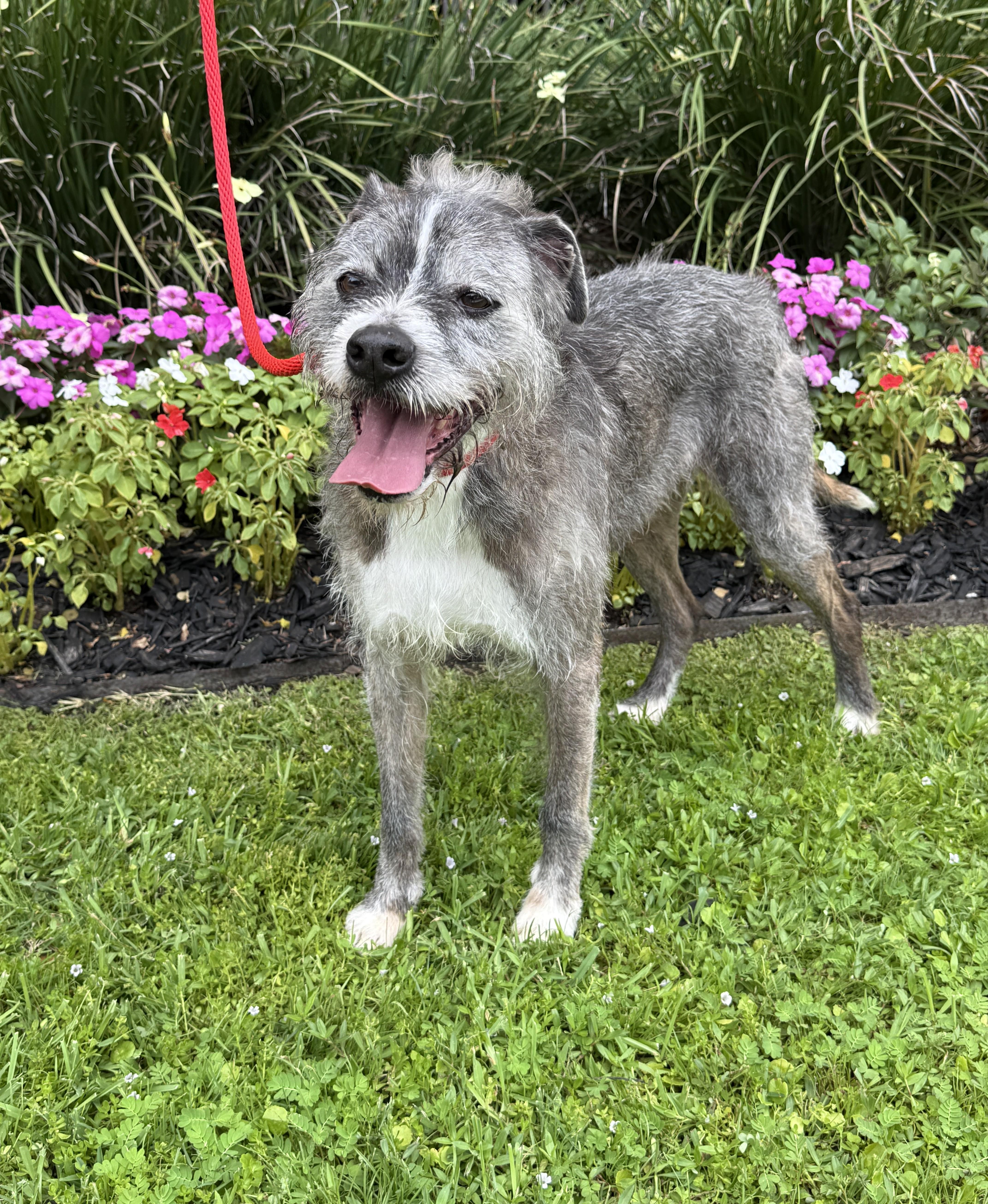 Patrick, an adoptable Schnauzer in Stamford , CT, 06903 | Photo Image 5