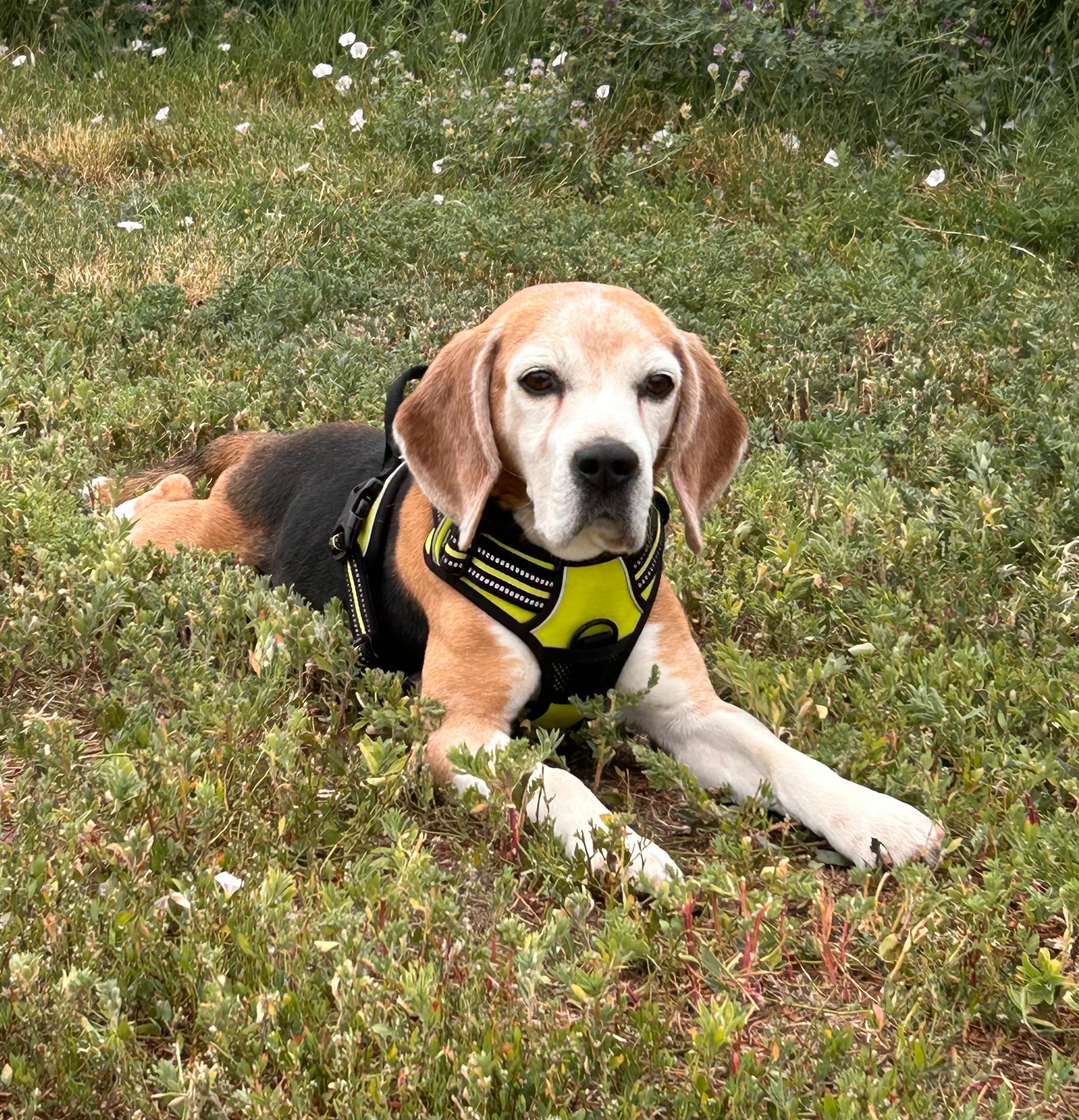 Knuckles, an adoptable Beagle in Hartville, WY, 82215 | Photo Image 1