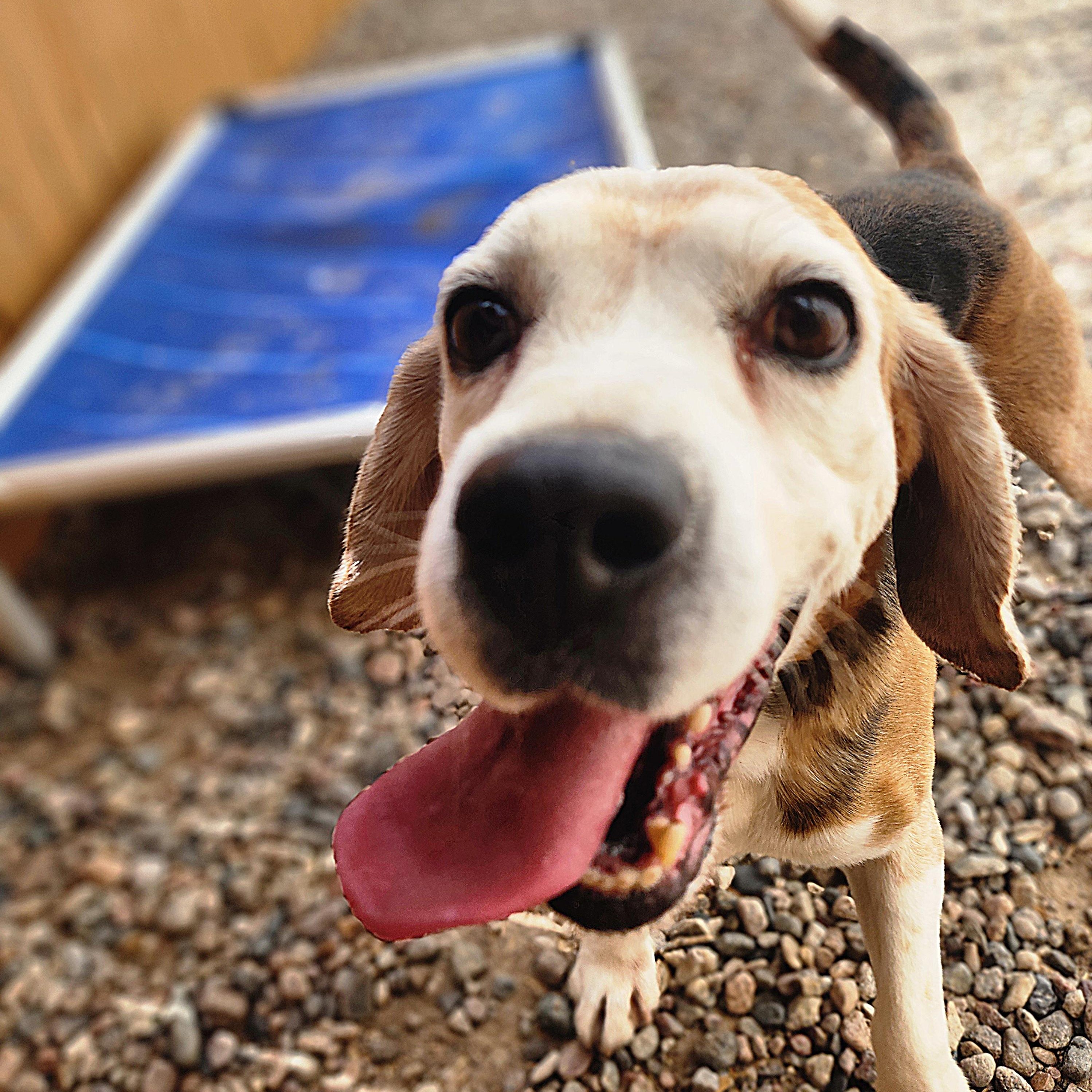 Knuckles, an adoptable Beagle in Hartville, WY, 82215 | Photo Image 2