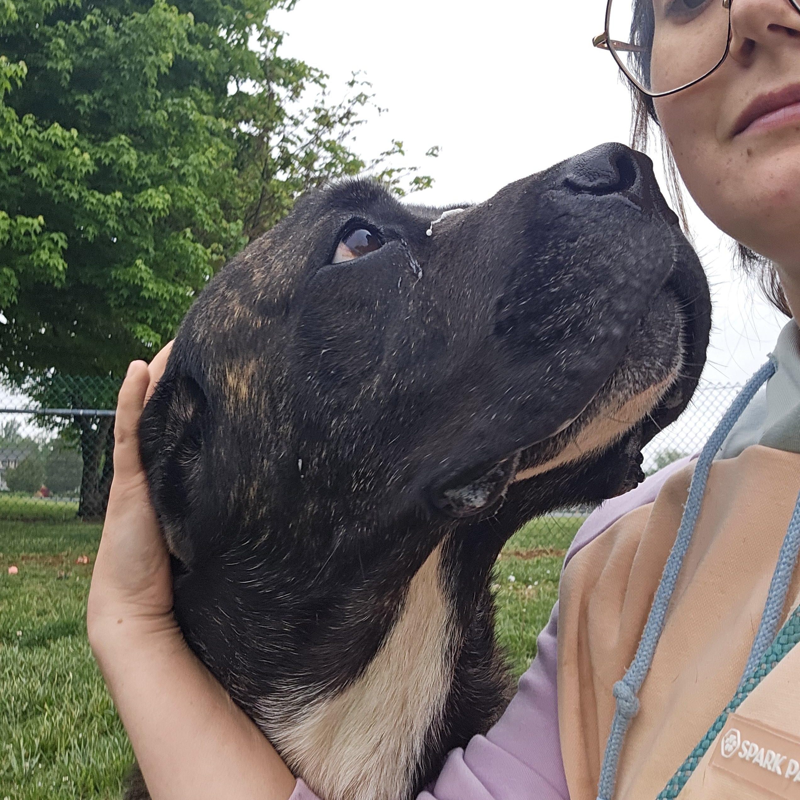 Captain Super Awesome Meatloaf, a ADOPTABLE Mastiff in Culpeper, VA image 4/5