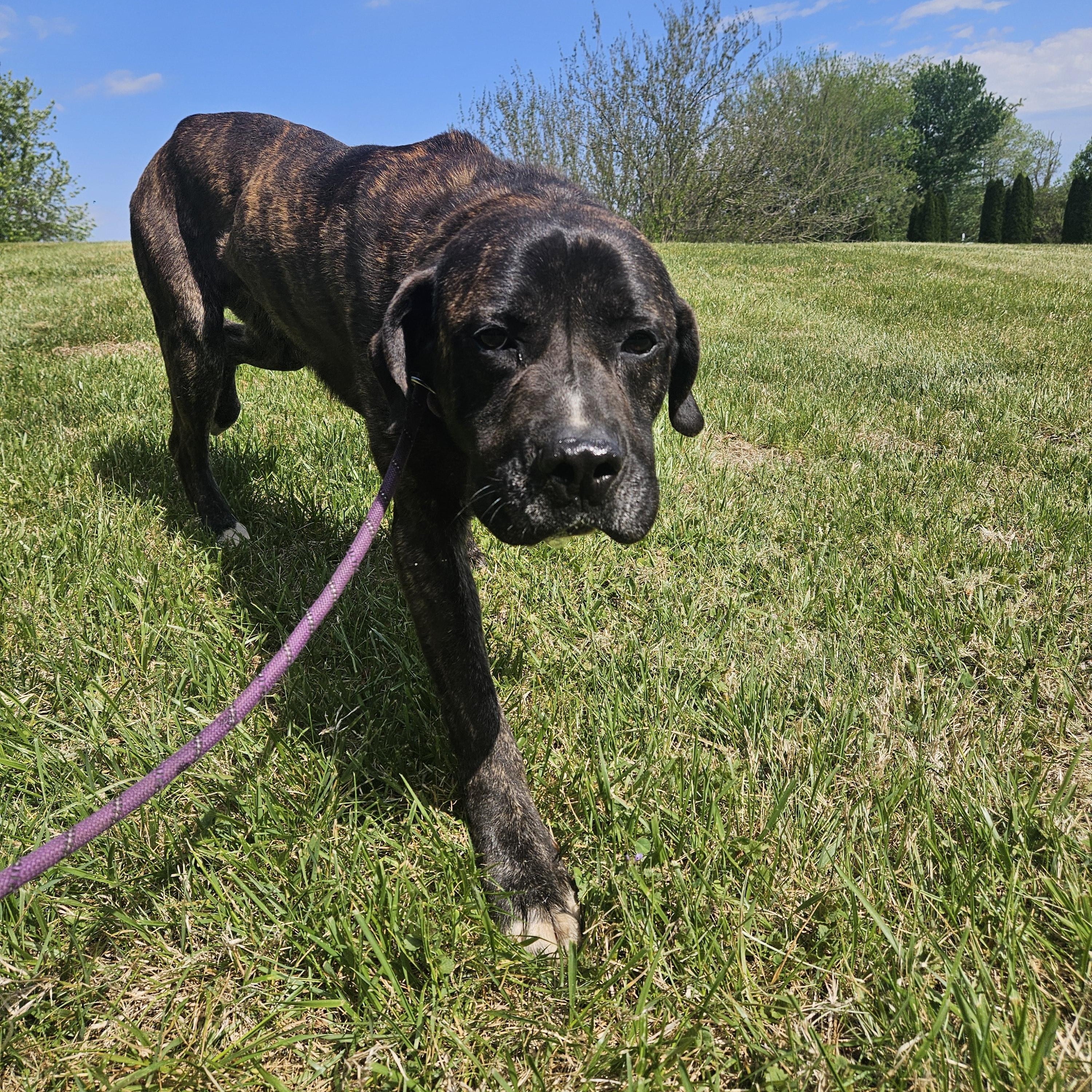 Captain Super Awesome Meatloaf, ADOPTABLE, Young Male Mastiff.