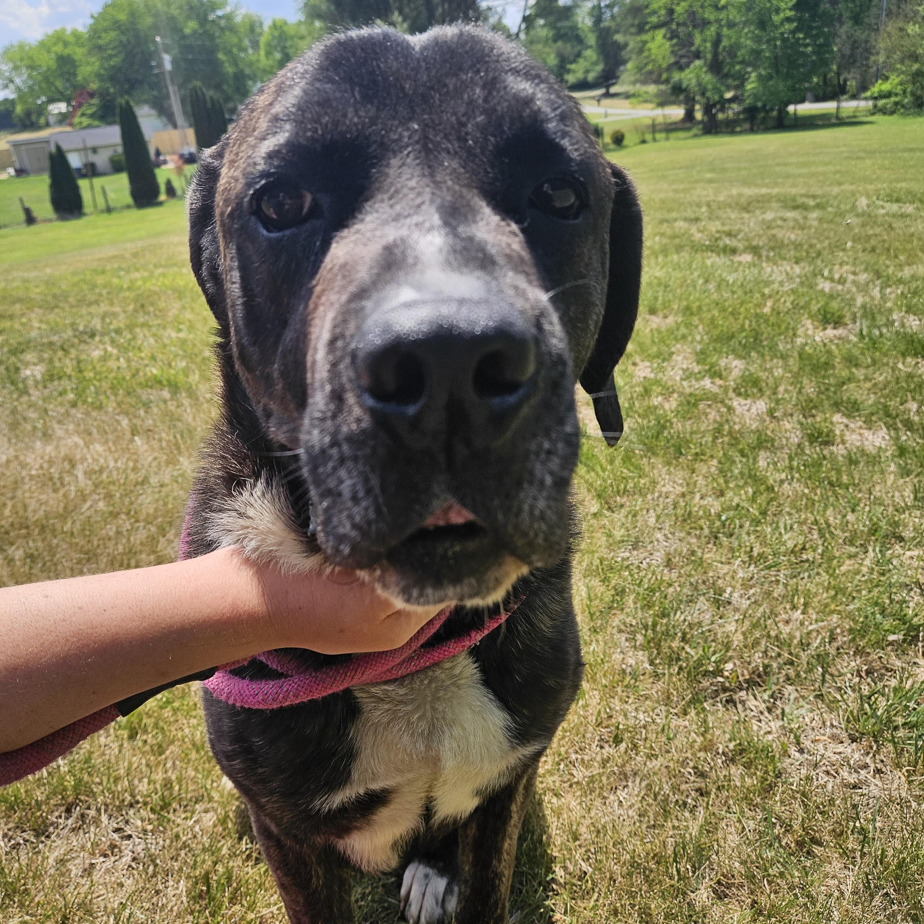Captain Super Awesome Meatloaf, a ADOPTABLE Mastiff in Culpeper, VA image 3/5