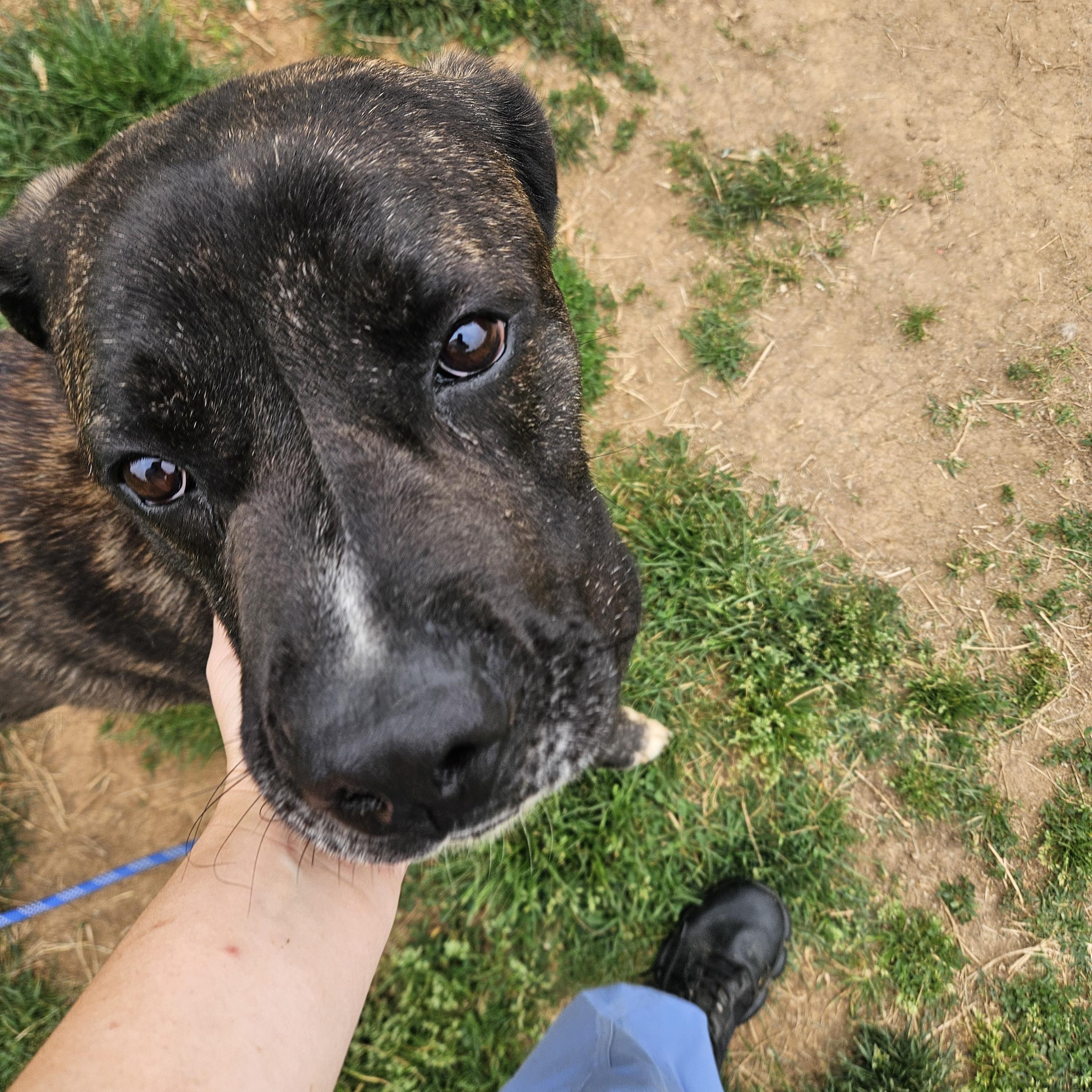 Captain Super Awesome Meatloaf, a ADOPTABLE Mastiff in Culpeper, VA image 2/5