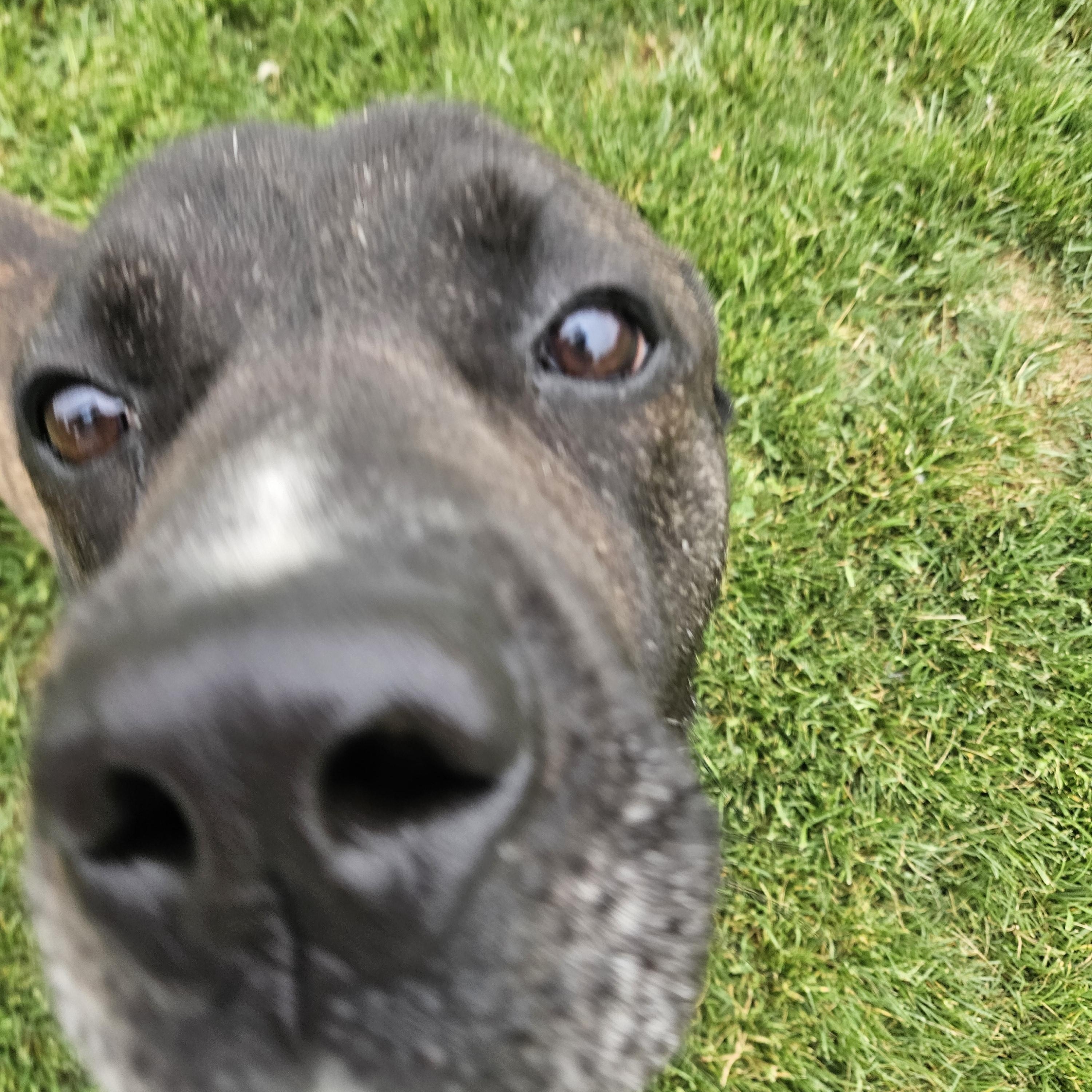Captain Super Awesome Meatloaf, a ADOPTABLE Mastiff in Culpeper, VA image 5/5