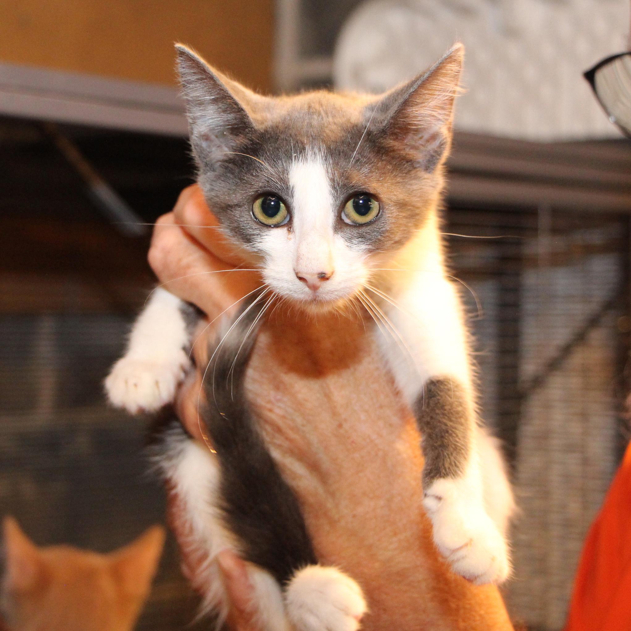 Aunt Bee - adoption pending, Adopted, Kitten Female Tuxedo & Domestic Short Hair.