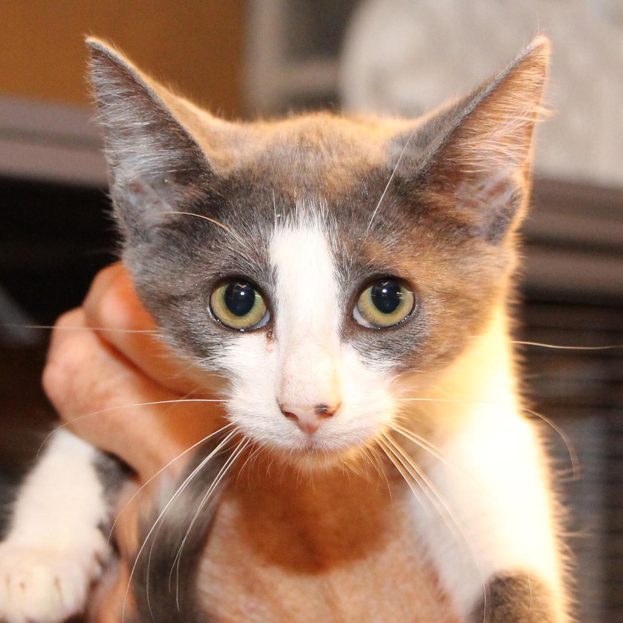 Enlarge Aunt Bee - adoption pending, a Adopted mixed breed in Harrisburg, PA image 2/2