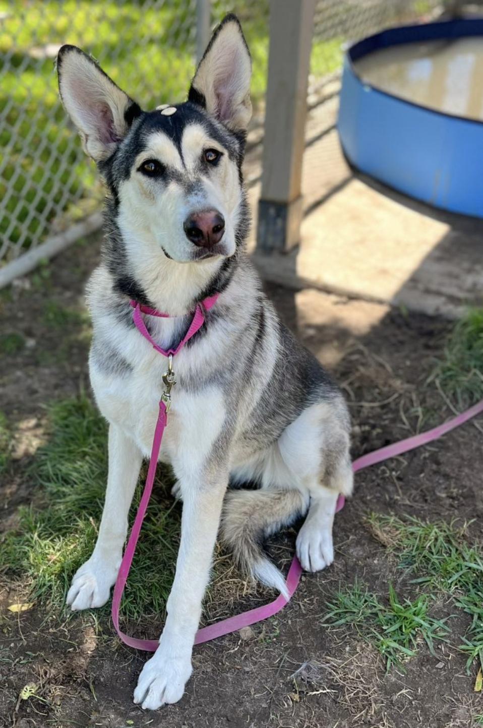 Callie (is currently in Portland, OR)