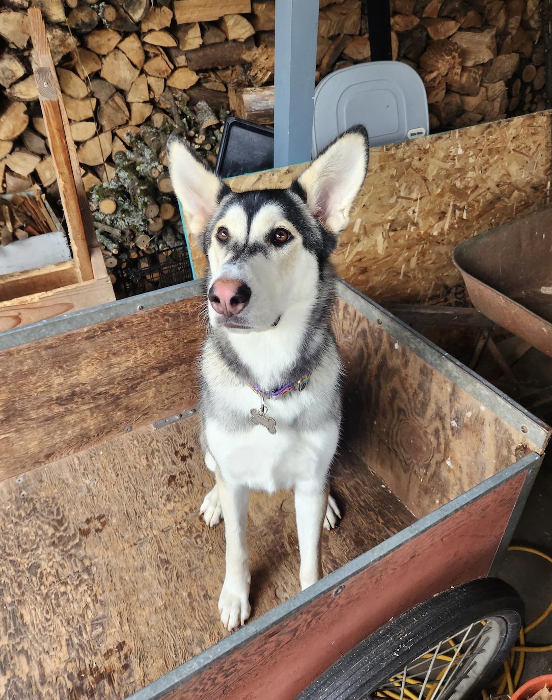 Callie (is currently in Portland, OR)