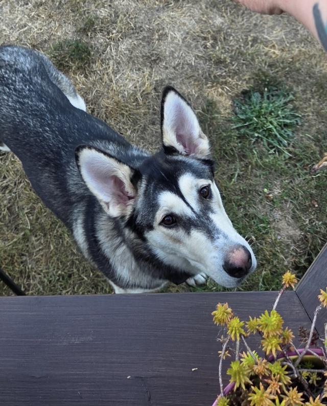 Callie (is currently in Portland, OR)