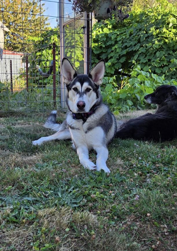 Callie (is currently in Portland, OR)