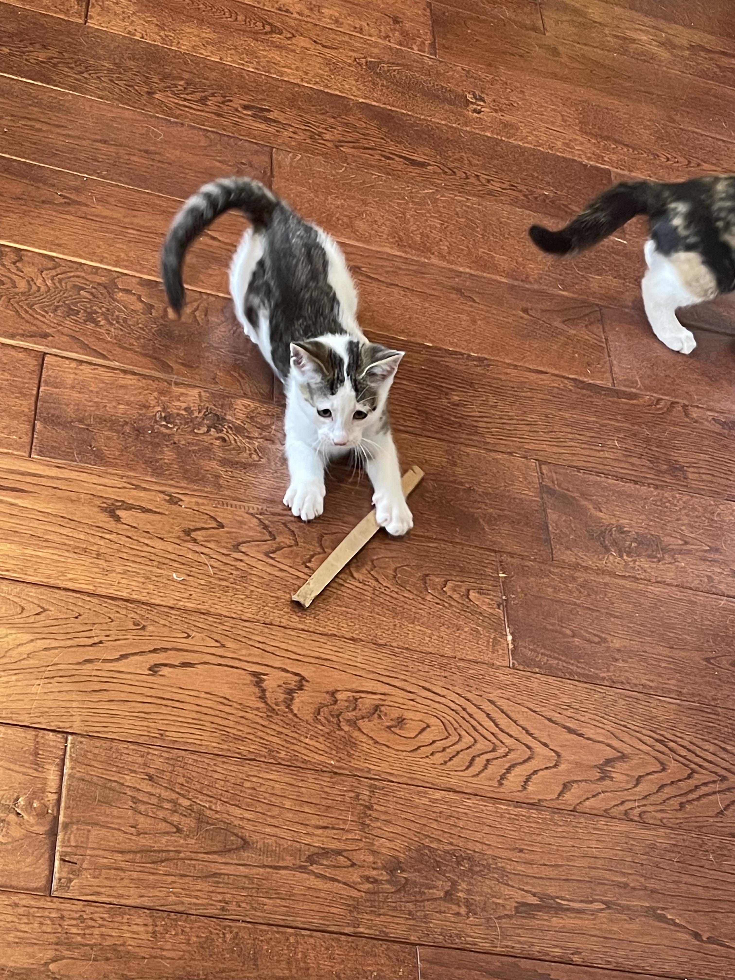 Enlarge Patches, a Adoptable Domestic Short Hair in Galloway, NJ image 2/4