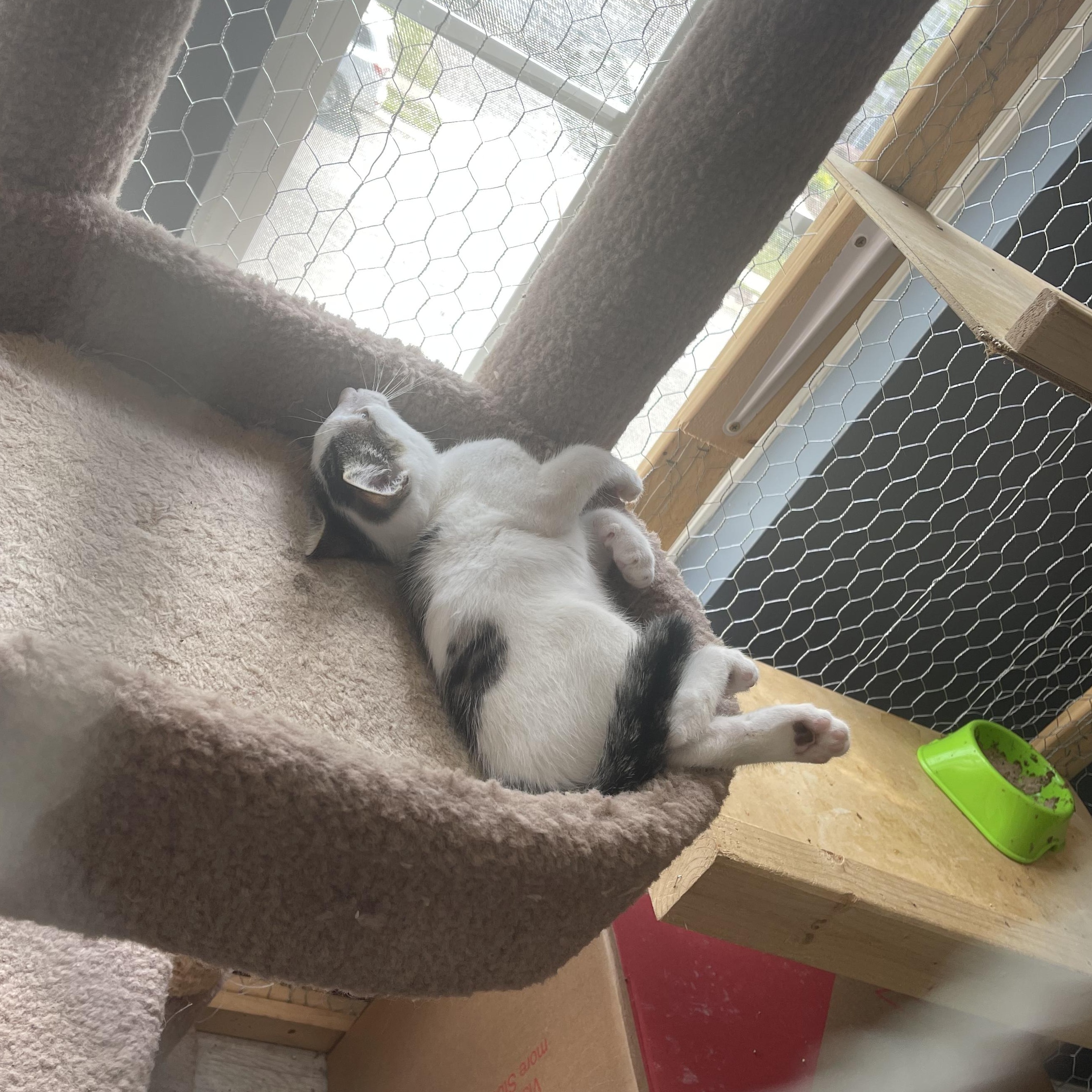 Enlarge Patches, a Adoptable Domestic Short Hair in Galloway, NJ image 3/4