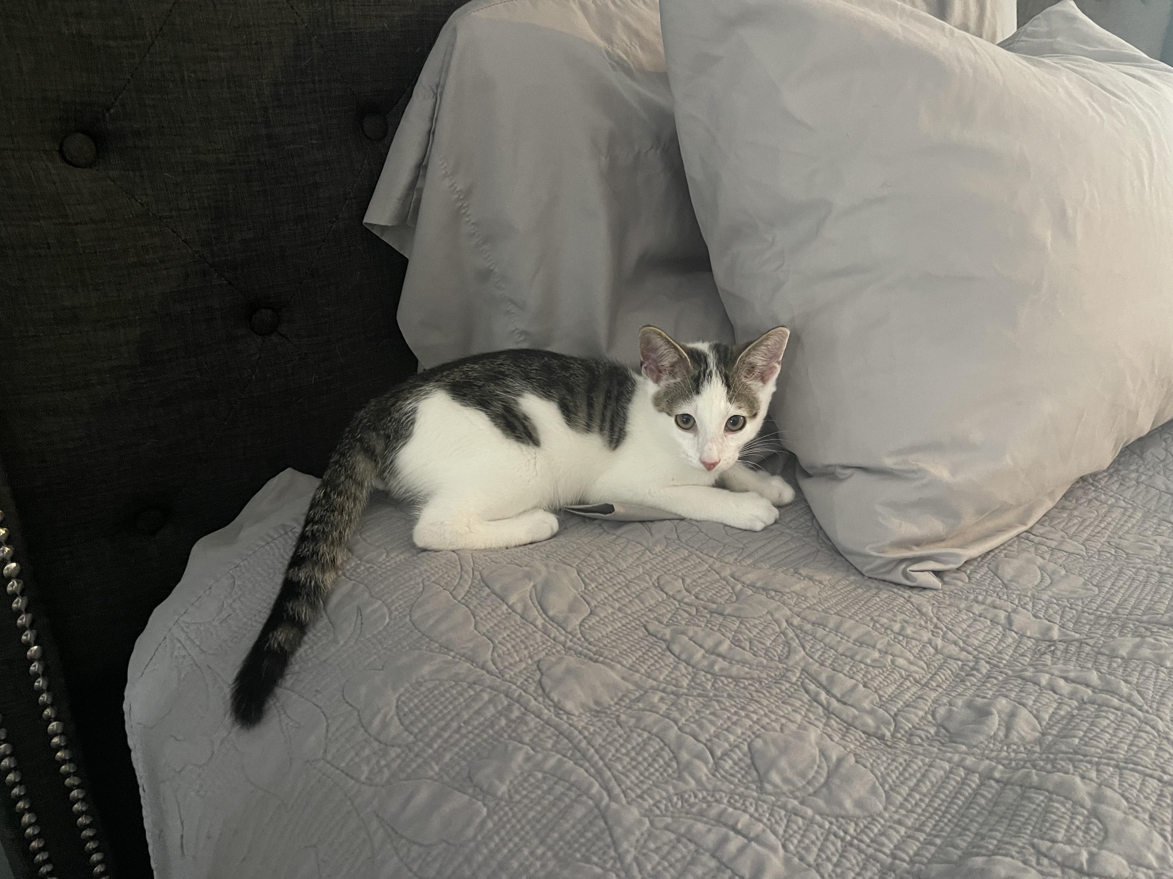 Enlarge Patches, a Adoptable Domestic Short Hair in Galloway, NJ image 4/4