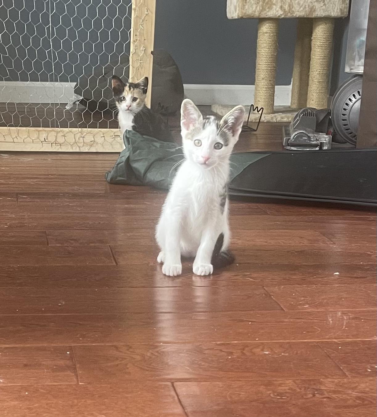 Patches, Adoptable, Kitten Male Domestic Short Hair.