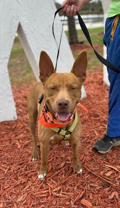 Connor, Adoptable, Puppy Male Terrier & Mixed Breed.