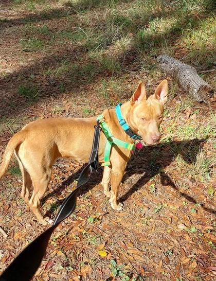 Enlarge Connor, a Adoptable mixed breed in Gainesville, FL image 2/3