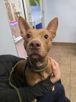 Enlarge Connor, a Adoptable mixed breed in Gainesville, FL image 1/1