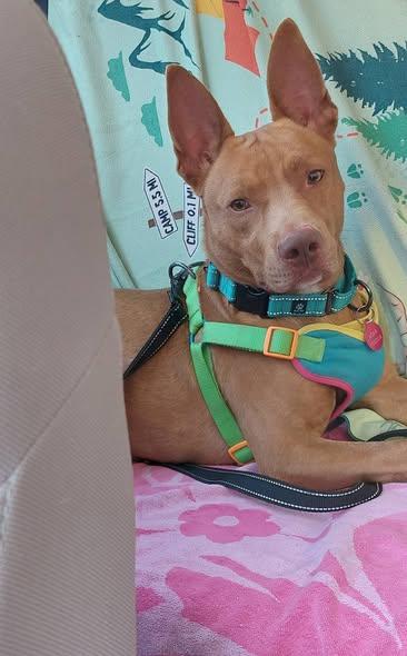 Enlarge Connor, a Adoptable mixed breed in Gainesville, FL image 3/3