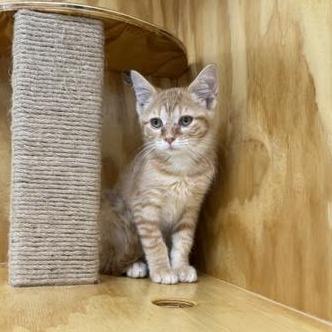 Bashful, Adoptable, Kitten Male Domestic Short Hair.