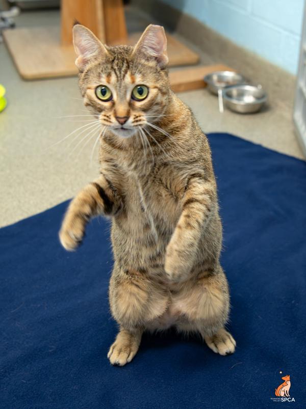 Patricia, Adoptable, Adult Female Domestic Short Hair.