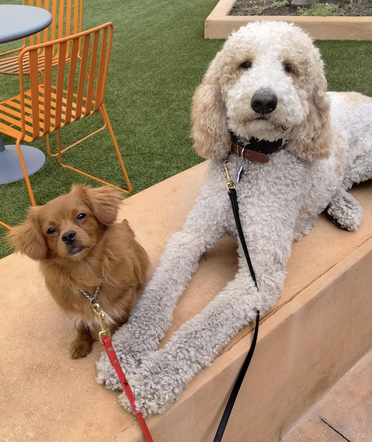 Love my Bud!!!, ADOPTABLE, Puppy Male Pekingese & Poodle.