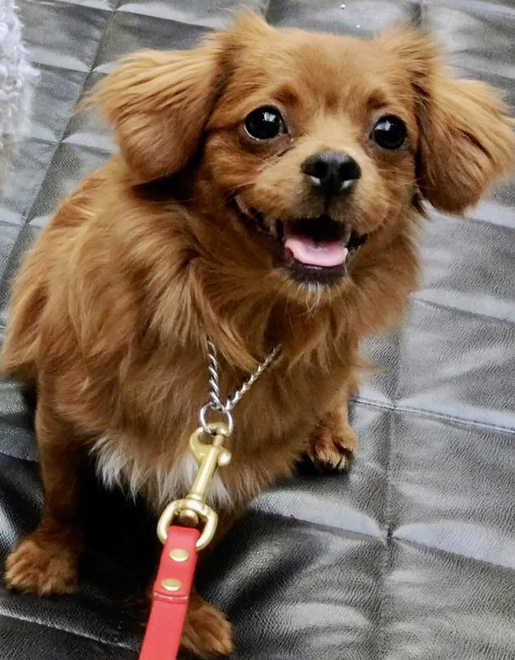 Little Guy!!, adopted, Puppy Male Pekingese & Poodle.