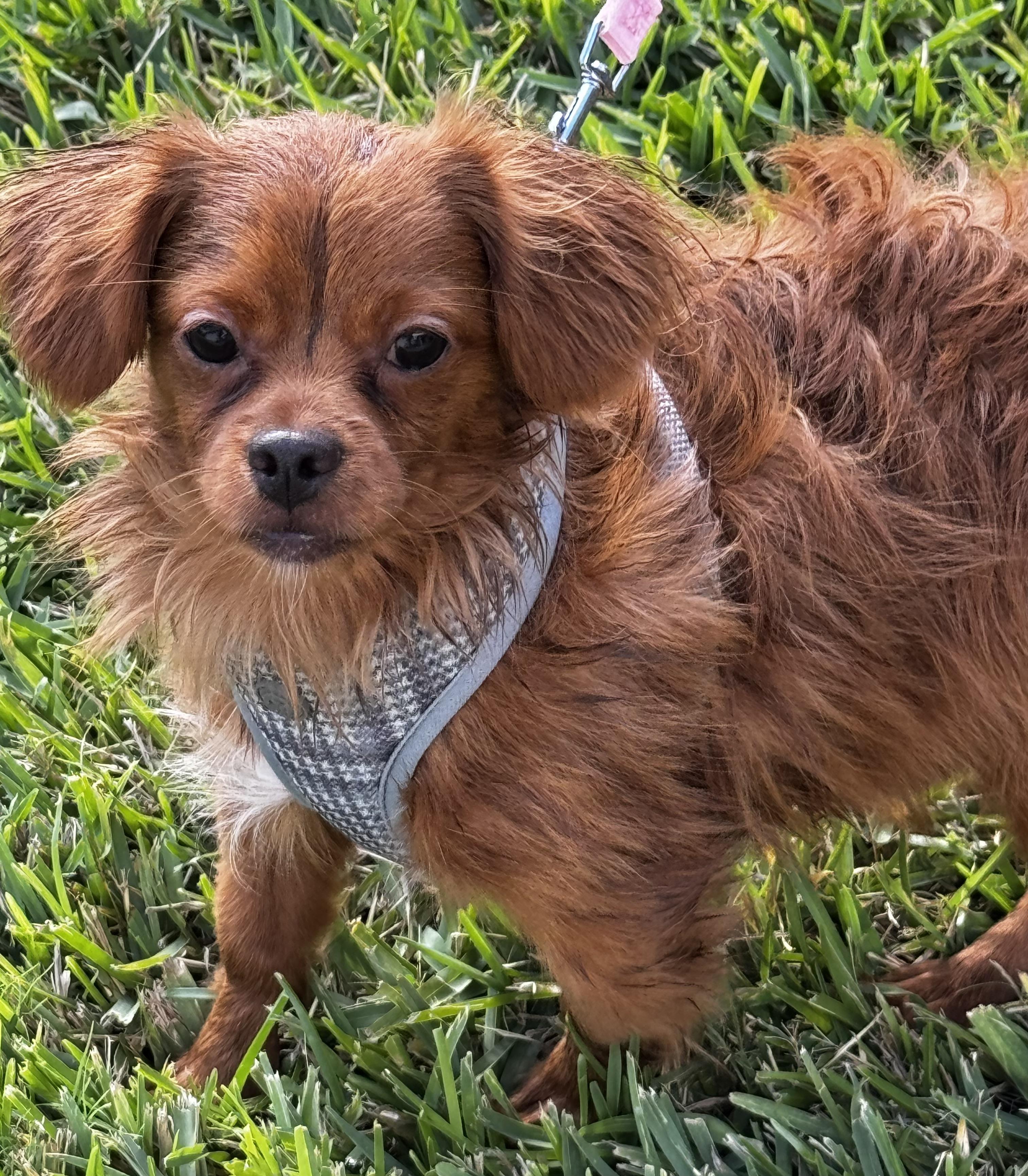 Enlarge Love my Bud!!!, a ADOPTABLE mixed breed in Fort Myers Beach, FL image 2/4