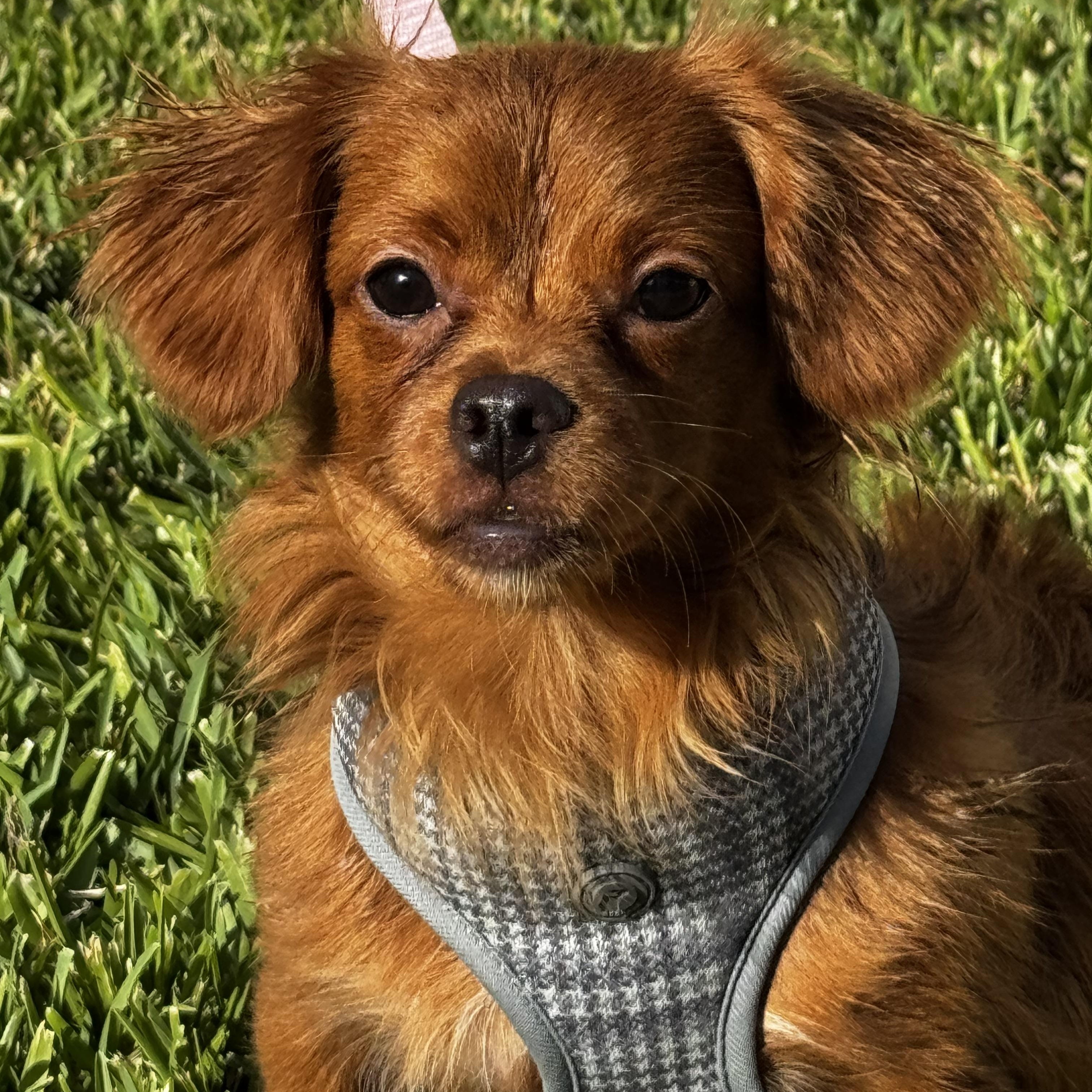 Enlarge Love my Bud!!!, a ADOPTABLE mixed breed in Fort Myers Beach, FL image 3/4