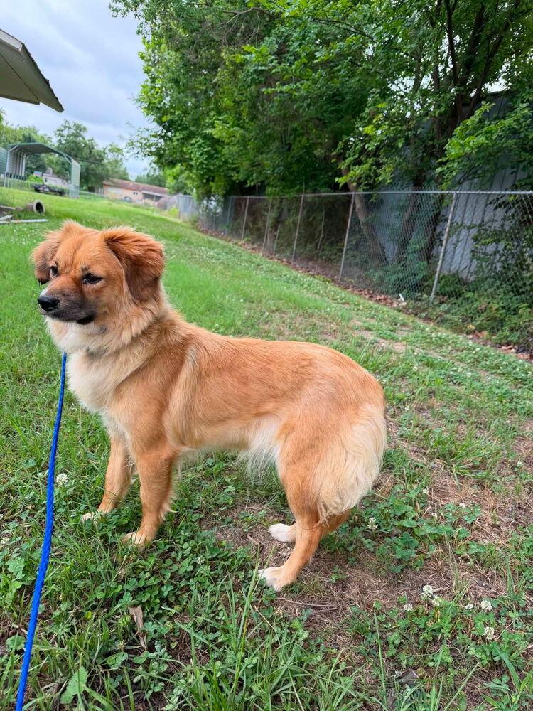 Pippin, Adoptable, Young Female Cocker Spaniel & Pomeranian.