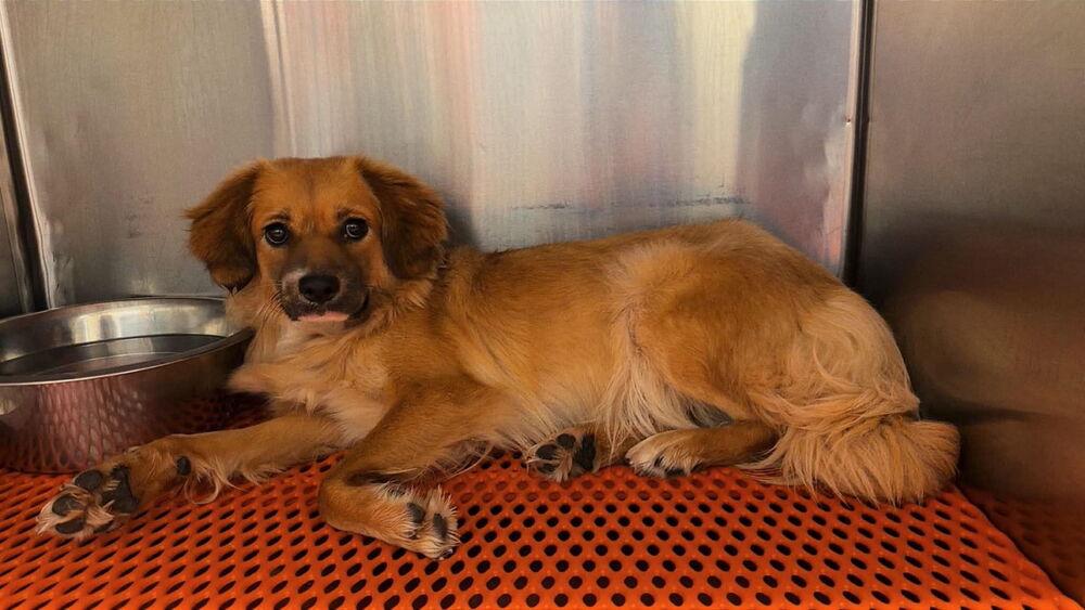 Pippin, a Adoptable mixed breed in Earleville, MD image 2/4