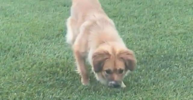 Pippin, a Adoptable mixed breed in Earleville, MD image 4/4