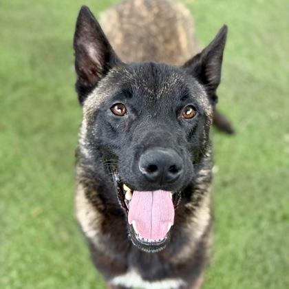 Cecil, a ADOPTABLE mixed breed in Red Bluff, CA image 1/5