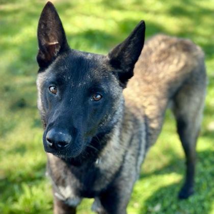 Cecil, a ADOPTABLE mixed breed in Red Bluff, CA image 3/5
