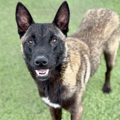Cecil, a ADOPTABLE mixed breed in Red Bluff, CA image 2/5
