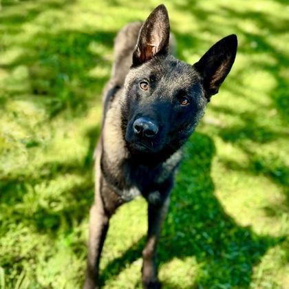 Cecil, a ADOPTABLE mixed breed in Red Bluff, CA image 5/5