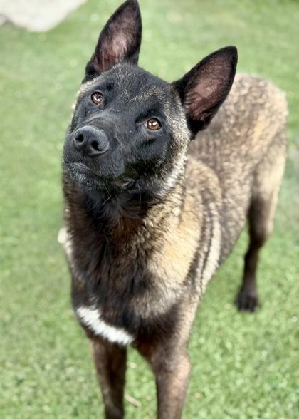 Cecil, a ADOPTABLE mixed breed in Red Bluff, CA image 4/5