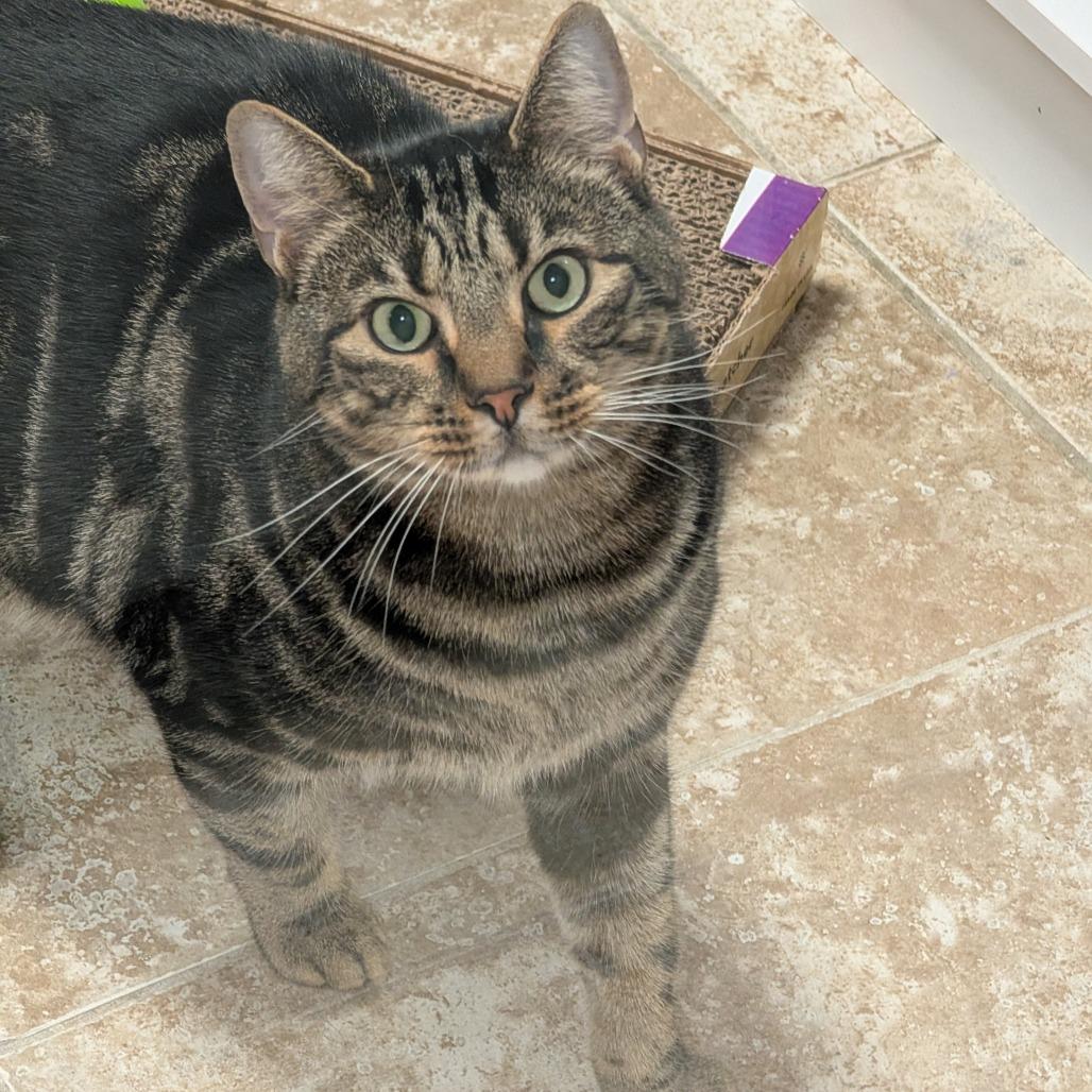 Larry, Adoptable, Adult Male Domestic Short Hair.