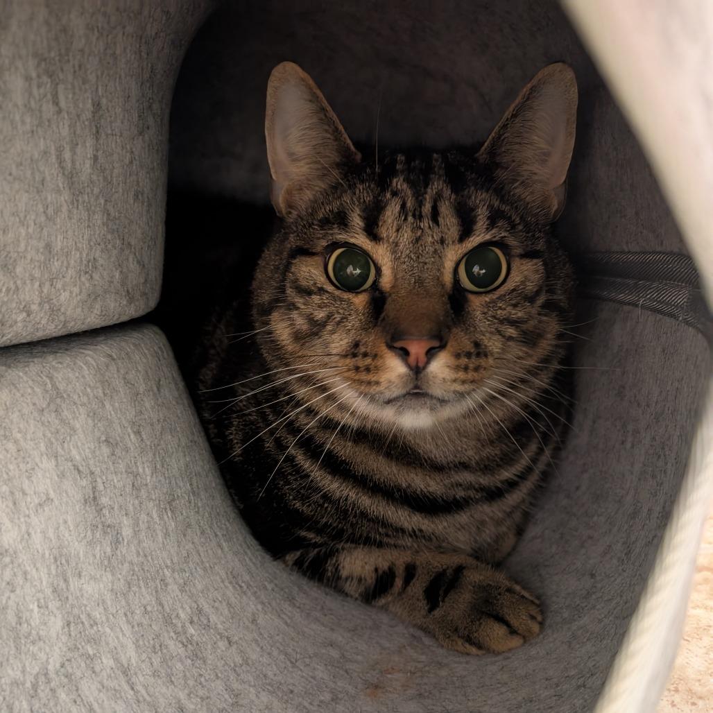Larry, a Adoptable Domestic Short Hair in Titusville, FL image 2/2