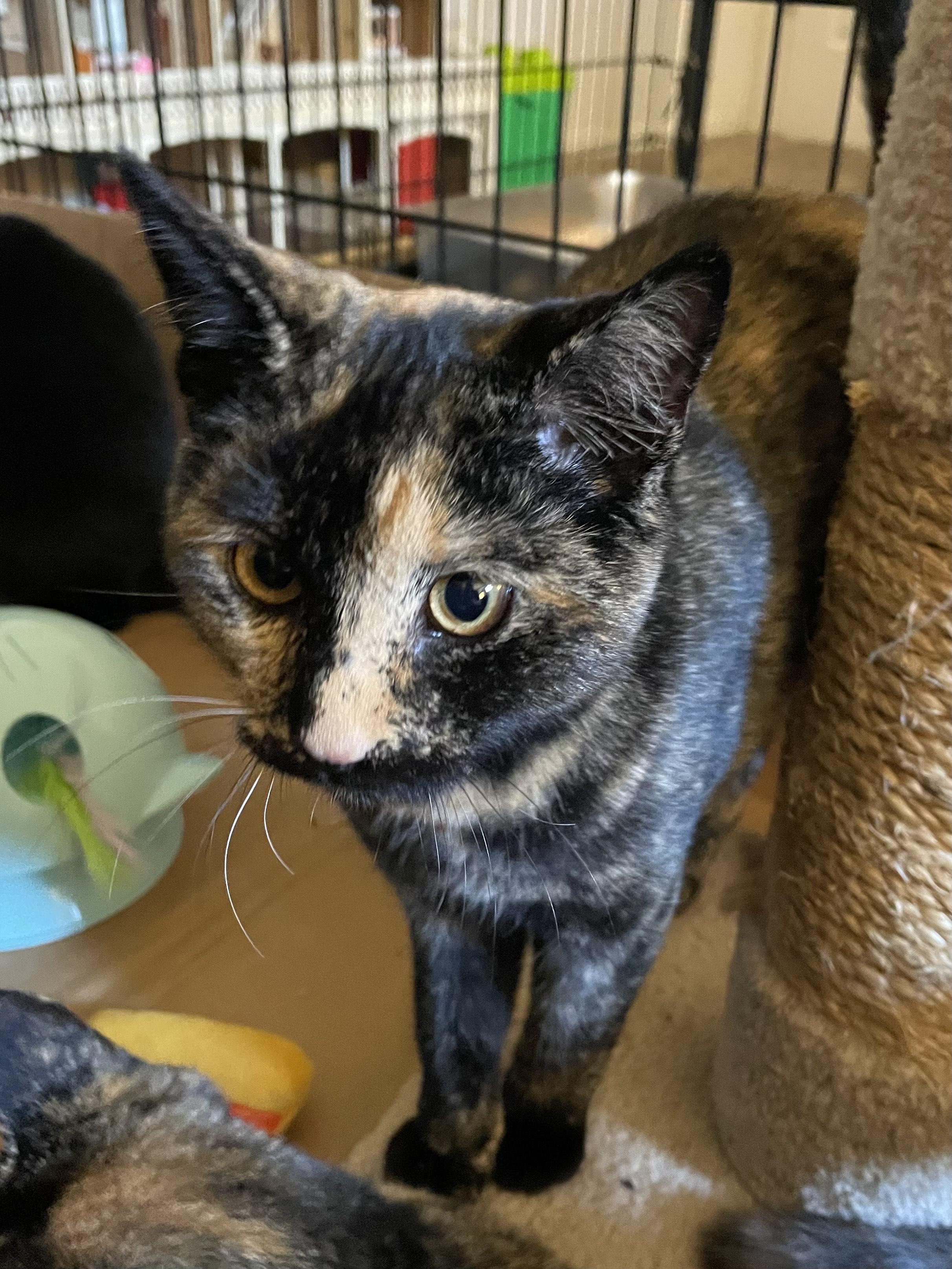 Snickers, a Adoptable Domestic Short Hair in Rochester, WA image 1/4