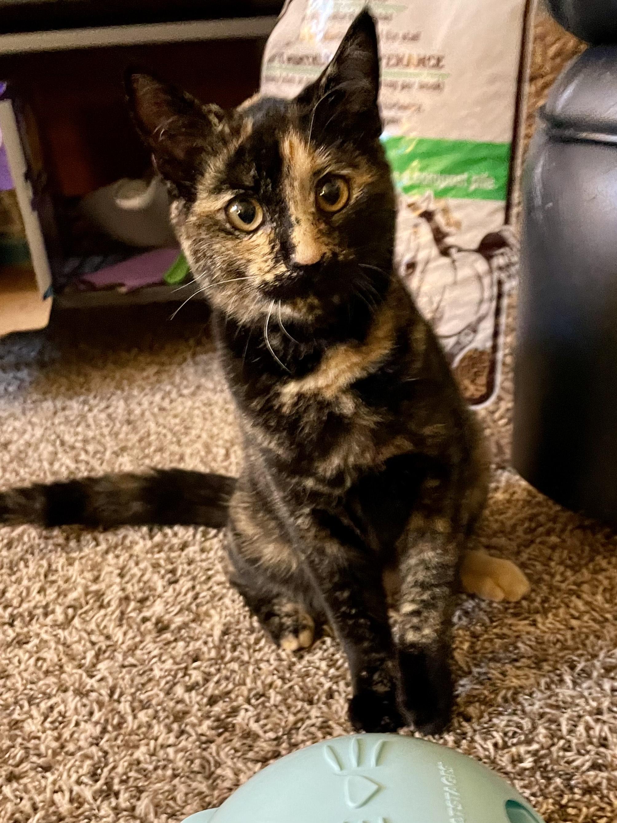 Snickers, a Adoptable Domestic Short Hair in Rochester, WA image 2/4