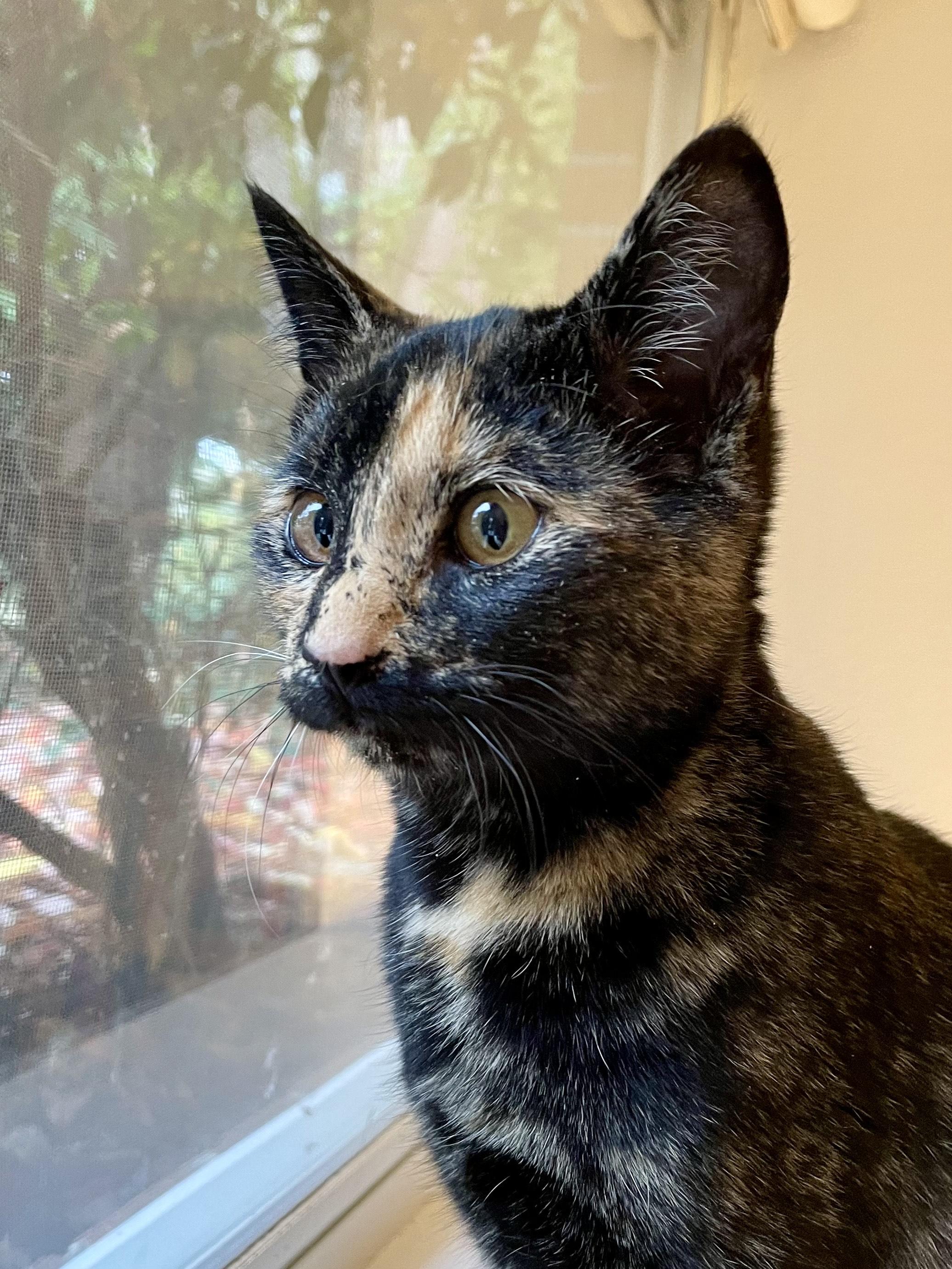 Snickers, a Adoptable Domestic Short Hair in Rochester, WA image 4/4