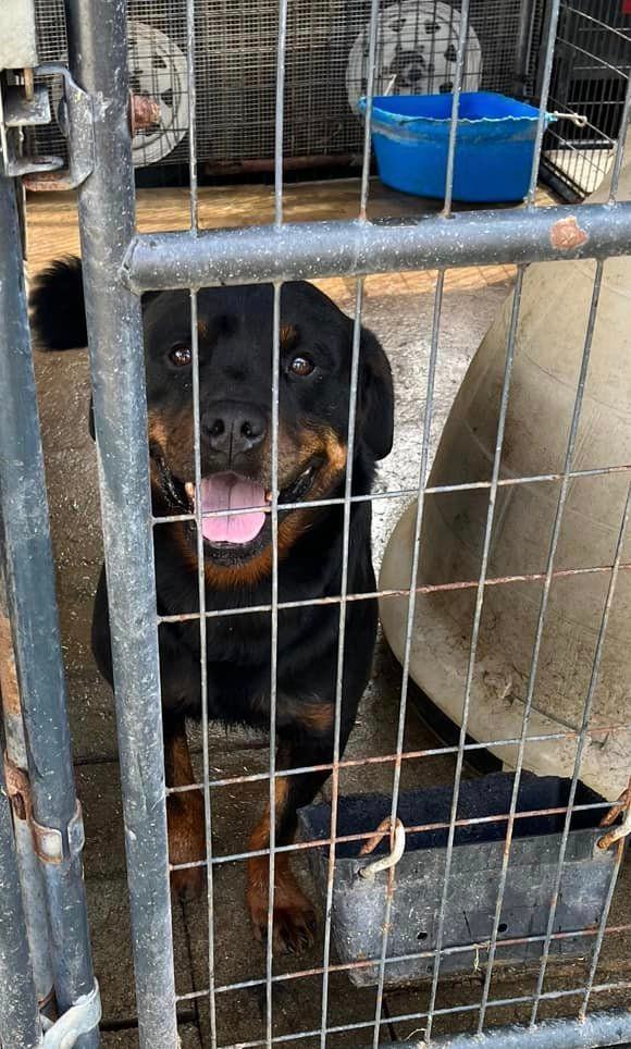 RAZOR, Adoptable, Adult Female Rottweiler.