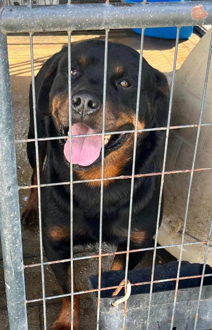 RAZOR, a Adoptable Rottweiler in Chapel Hill, NC image 2/4
