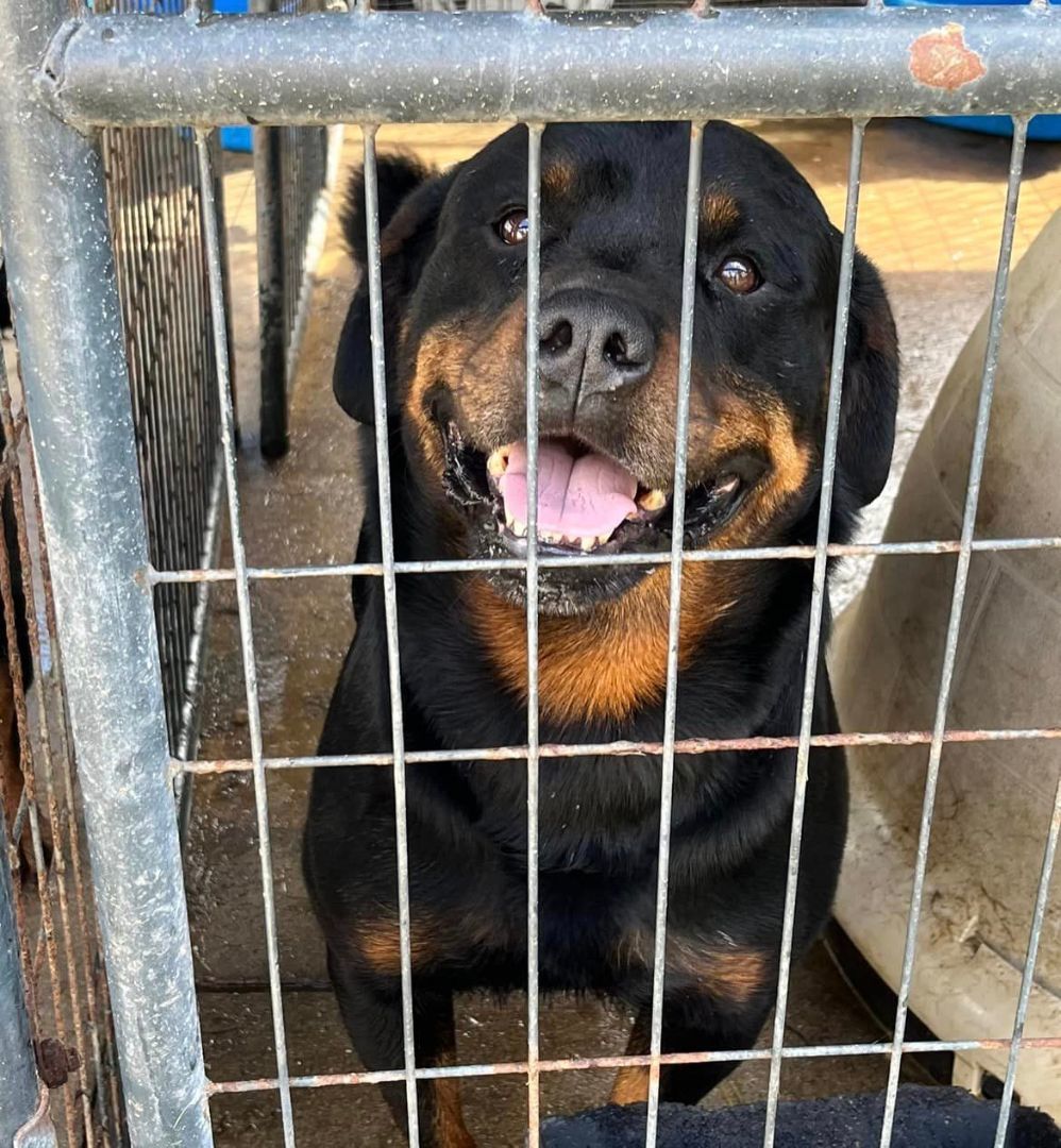 RAZOR, a Adoptable Rottweiler in Chapel Hill, NC image 3/4