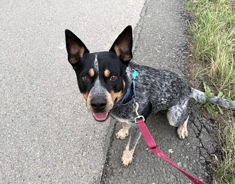 Magnus, Adoptable, Young Male Cattle Dog.