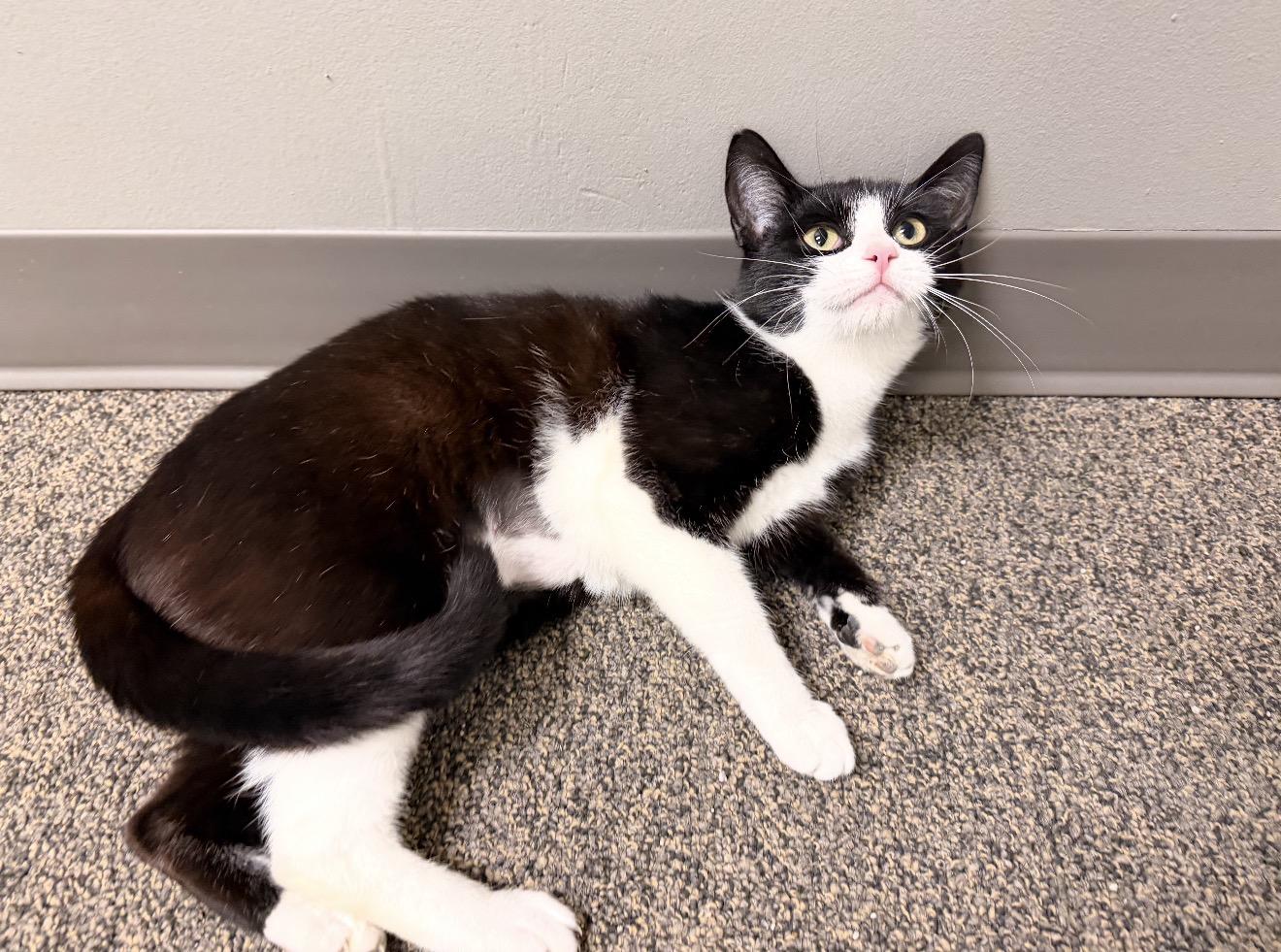 Enlarge Sylvie, an adopted mixed breed in East Dundee , IL image 2/2