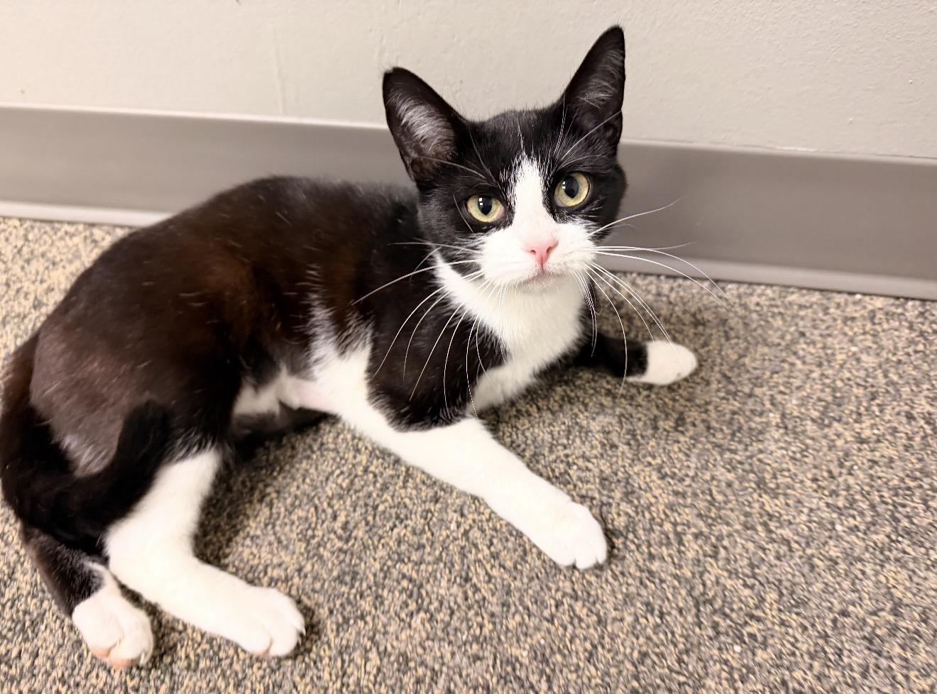 Enlarge Sylvie, an adopted mixed breed in East Dundee , IL image 1/2