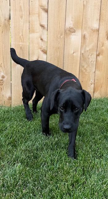 Enlarge Ivy, an adopted Mixed Breed in Sioux Falls, SD image 2/5
